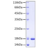 SDS-PAGE - Recombinant Human IL37 Protein (A330903) - Antibodies.com