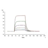 SPR Assay - Recombinant Human IL3RA/CD123 Protein (C-terminal His Tag) (A330907) - Antibodies.com