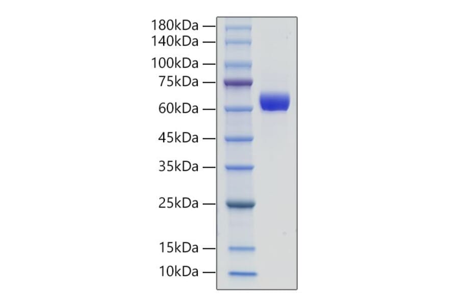 SDS-PAGE - Recombinant Human IL-3RB Protein (C-terminal His Tag) (A330908) - Antibodies.com
