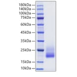 SDS-PAGE - Recombinant Rat IL-4 Protein (C-terminal His Tag) (A330910) - Antibodies.com
