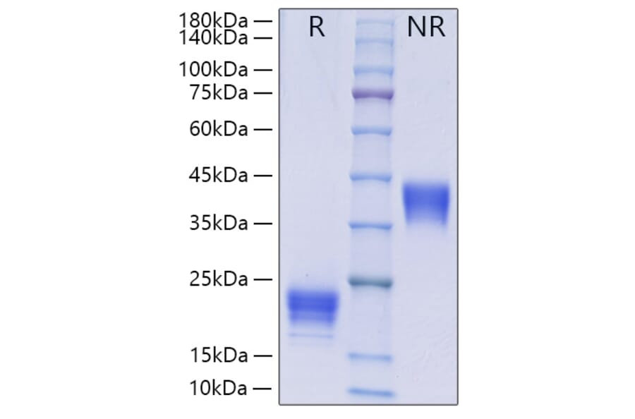 SDS-PAGE - Recombinant Human IL-5 Protein (C-terminal His Tag) (A330915) - Antibodies.com
