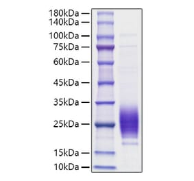 SDS-PAGE - Recombinant Rat IL-7 Protein (C-terminal His Tag) (A330924) - Antibodies.com