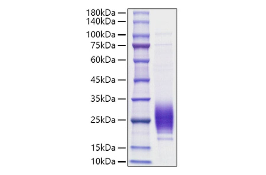SDS-PAGE - Recombinant Rat IL-7 Protein (C-terminal His Tag) (A330924) - Antibodies.com