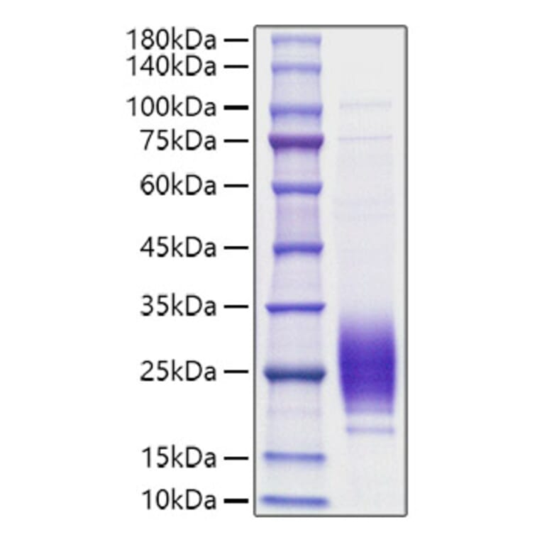 SDS-PAGE - Recombinant Rat IL-7 Protein (C-terminal His Tag) (A330924) - Antibodies.com
