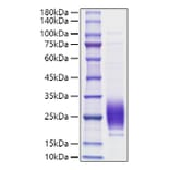 SDS-PAGE - Recombinant Rat IL-7 Protein (C-terminal His Tag) (A330924) - Antibodies.com