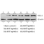 Western Blot - Recombinant Human IL-8 Protein (A330926) - Antibodies.com