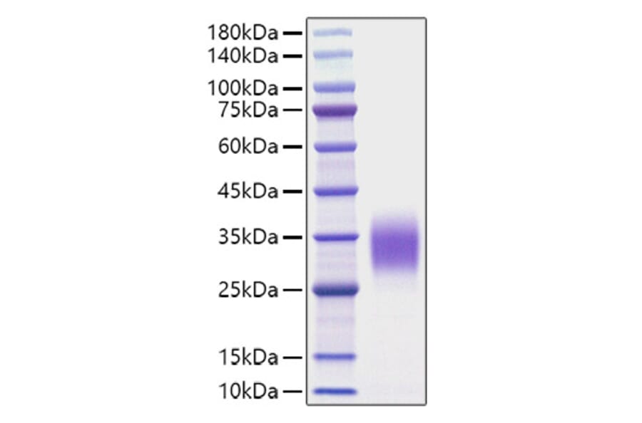 SDS-PAGE - Recombinant Rat IL-9 Protein (C-terminal His Tag) (A330927) - Antibodies.com