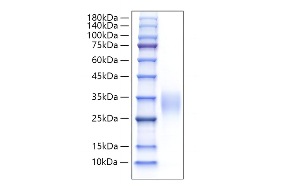 SDS-PAGE - Recombinant Human IL-9 Protein (A330929) - Antibodies.com