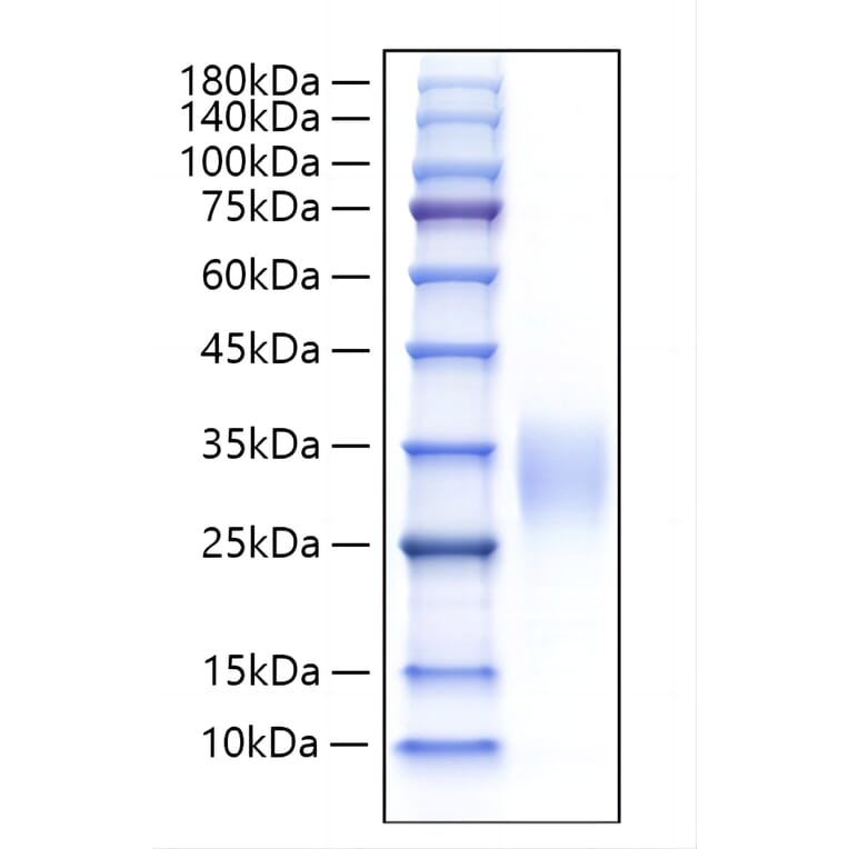 SDS-PAGE - Recombinant Human IL-9 Protein (A330929) - Antibodies.com