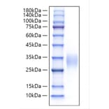 SDS-PAGE - Recombinant Human IL-9 Protein (A330929) - Antibodies.com