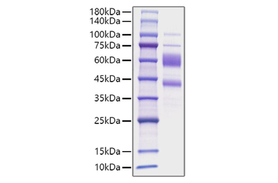 SDS-PAGE - Recombinant Human IL-9 Protein (C-terminal Human Fc Tag) (A330931) - Antibodies.com