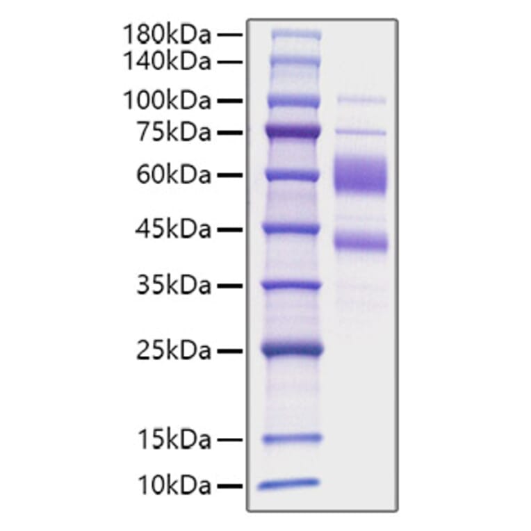 SDS-PAGE - Recombinant Human IL-9 Protein (C-terminal Human Fc Tag) (A330931) - Antibodies.com