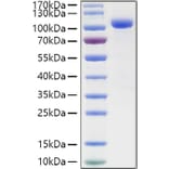 SDS-PAGE - Recombinant Human ILT-4 Protein (C-terminal Human Fc and His Tag) (A330932) - Antibodies.com