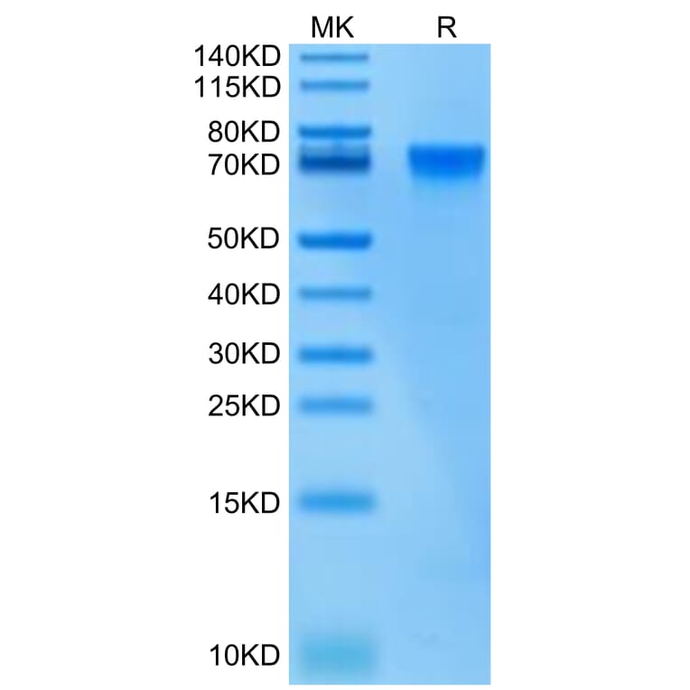 Tris-Bis PAGE - Recombinant Human ILT-4 Protein (Biotin) (C-terminal His and Avi Tag) (A330934) - Antibodies.com