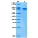 Tris-Bis PAGE - Recombinant Human ILT-4 Protein (Biotin) (C-terminal His and Avi Tag) (A330934) - Antibodies.com