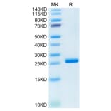 Tris-Bis PAGE - Recombinant Human ILT-4 Protein (C-terminal His Tag) (A330935) - Antibodies.com