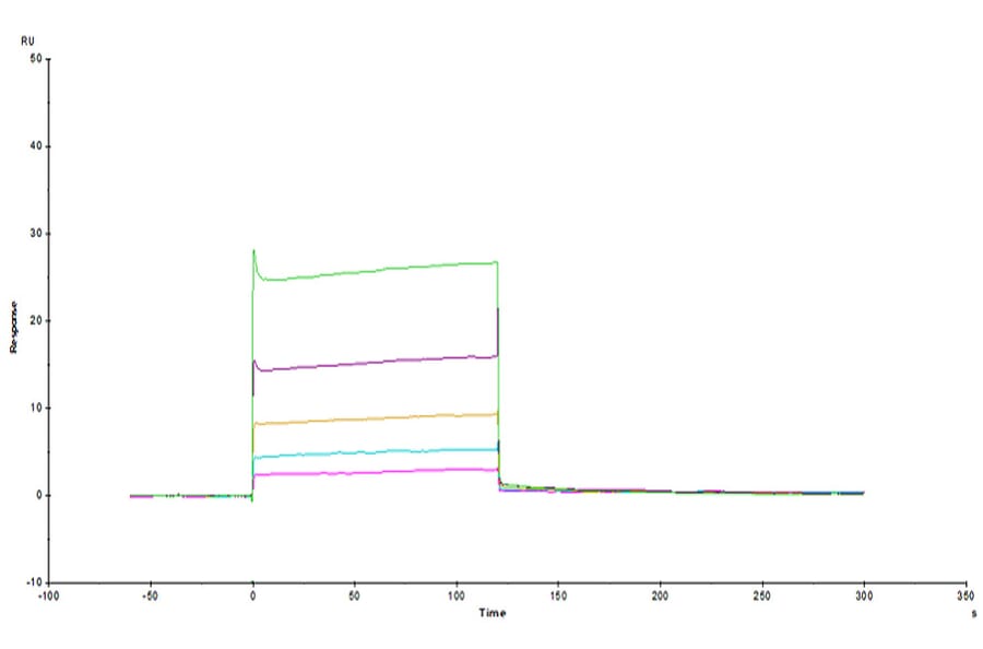 SPR Assay - Recombinant Human ILT-4 Protein (C-terminal His Tag) (A330935) - Antibodies.com