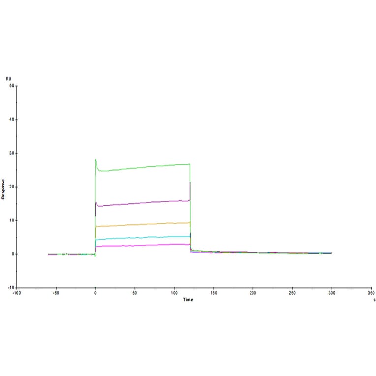 SPR Assay - Recombinant Human ILT-4 Protein (C-terminal His Tag) (A330935) - Antibodies.com