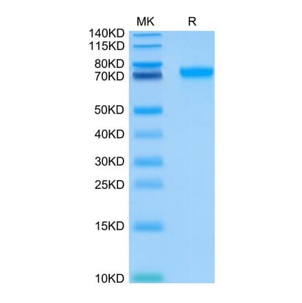 Tris-Bis PAGE - Recombinant Human ILT-4 Protein (C-terminal His and Avi Tag) (A330936) - Antibodies.com