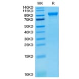 Tris-Bis PAGE - Recombinant Human ILT-4 Protein (C-terminal Human Fc Tag) (A330937) - Antibodies.com