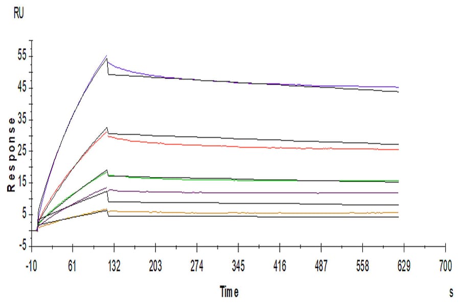 SPR Assay - Recombinant Human ILT-4 Protein (C-terminal Human Fc Tag) (A330937) - Antibodies.com