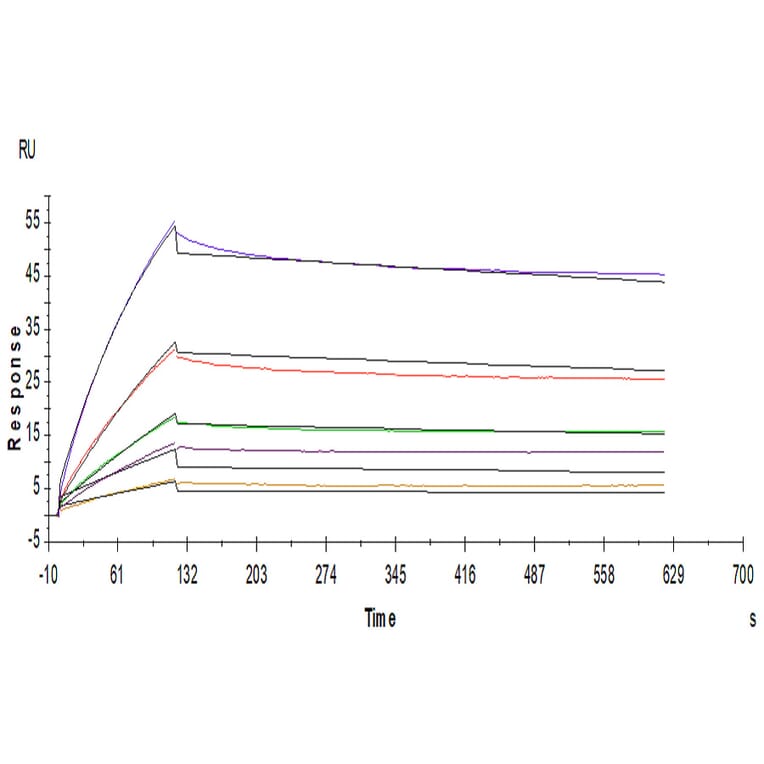 SPR Assay - Recombinant Human ILT-4 Protein (C-terminal Human Fc Tag) (A330937) - Antibodies.com