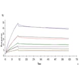 SPR Assay - Recombinant Human ILT-4 Protein (C-terminal Human Fc Tag) (A330937) - Antibodies.com
