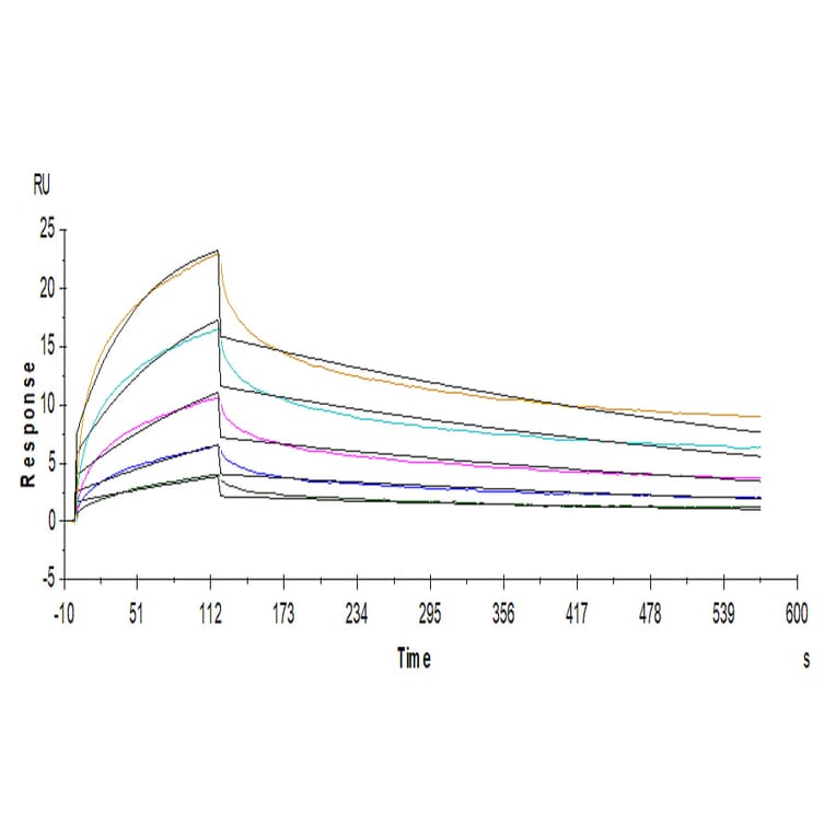 SPR Assay - Recombinant Human ILT-4 Protein (C-terminal Human Fc Tag) (A330937) - Antibodies.com