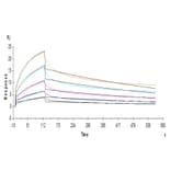 SPR Assay - Recombinant Human ILT-4 Protein (C-terminal Human Fc Tag) (A330937) - Antibodies.com