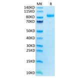 Tris-Bis PAGE - Recombinant Human ILT-4 Protein (C-terminal Mouse Fc Tag) (A330938) - Antibodies.com