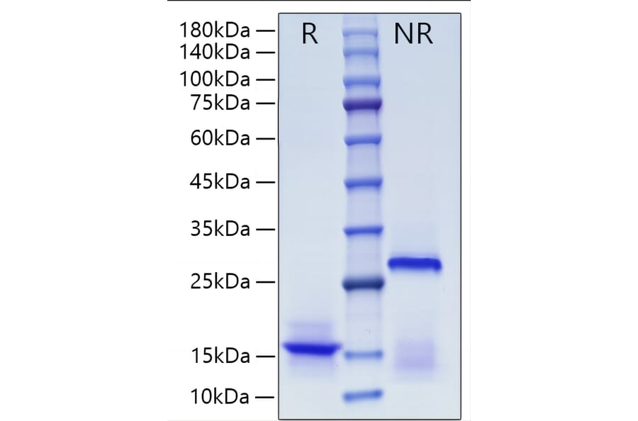 SDS-PAGE - Recombinant Human Inhibin beta A Protein (A330939) - Antibodies.com
