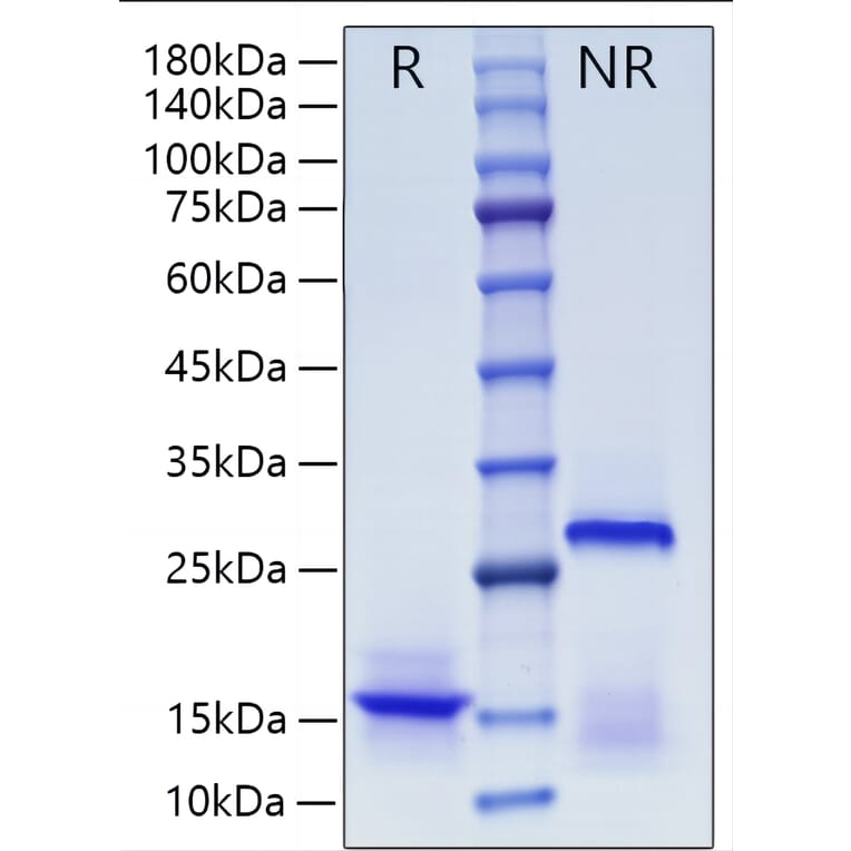 SDS-PAGE - Recombinant Human Inhibin beta A Protein (A330939) - Antibodies.com