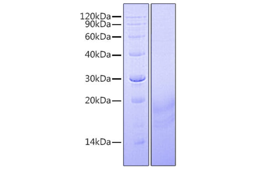 SDS-PAGE - Recombinant Human INSL3 Protein (C-terminal His Tag) (A330941) - Antibodies.com
