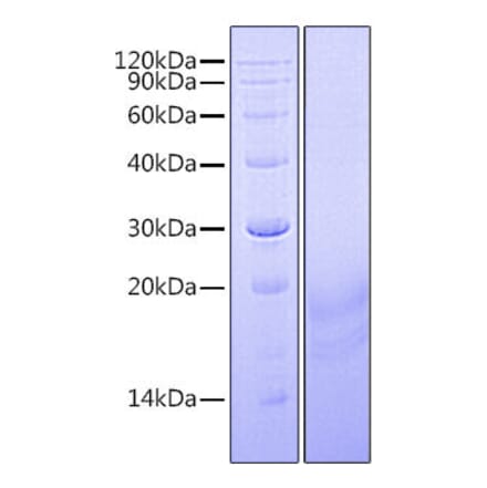 SDS-PAGE - Recombinant Human INSL3 Protein (C-terminal His Tag) (A330941) - Antibodies.com