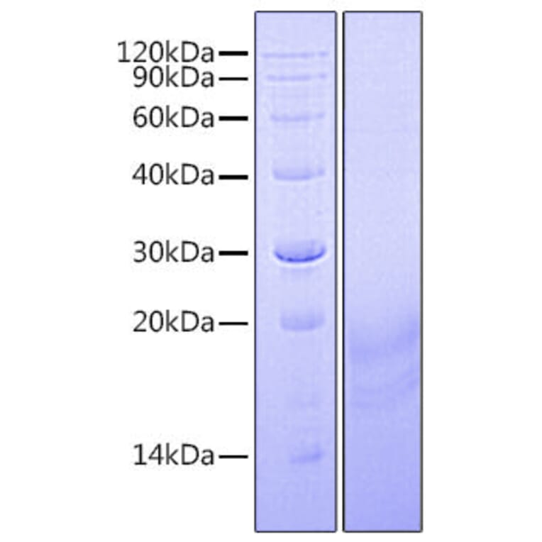 SDS-PAGE - Recombinant Human INSL3 Protein (C-terminal His Tag) (A330941) - Antibodies.com