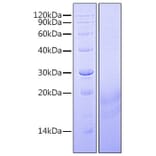 SDS-PAGE - Recombinant Human INSL3 Protein (C-terminal His Tag) (A330941) - Antibodies.com
