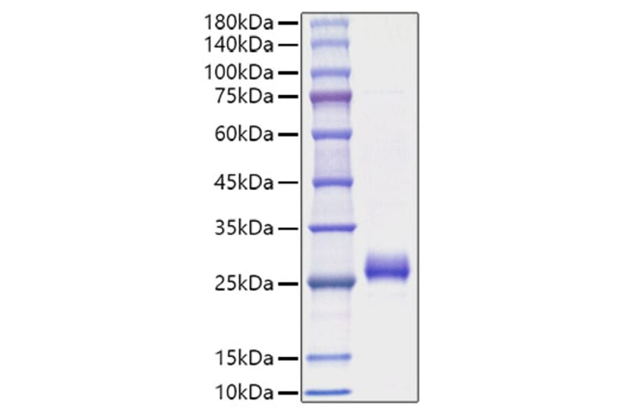 SDS-PAGE - Recombinant Human Interferon omega Protein (C-terminal His Tag) (A330949) - Antibodies.com