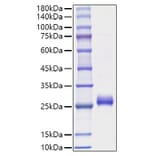 SDS-PAGE - Recombinant Human Interferon omega Protein (C-terminal His Tag) (A330949) - Antibodies.com