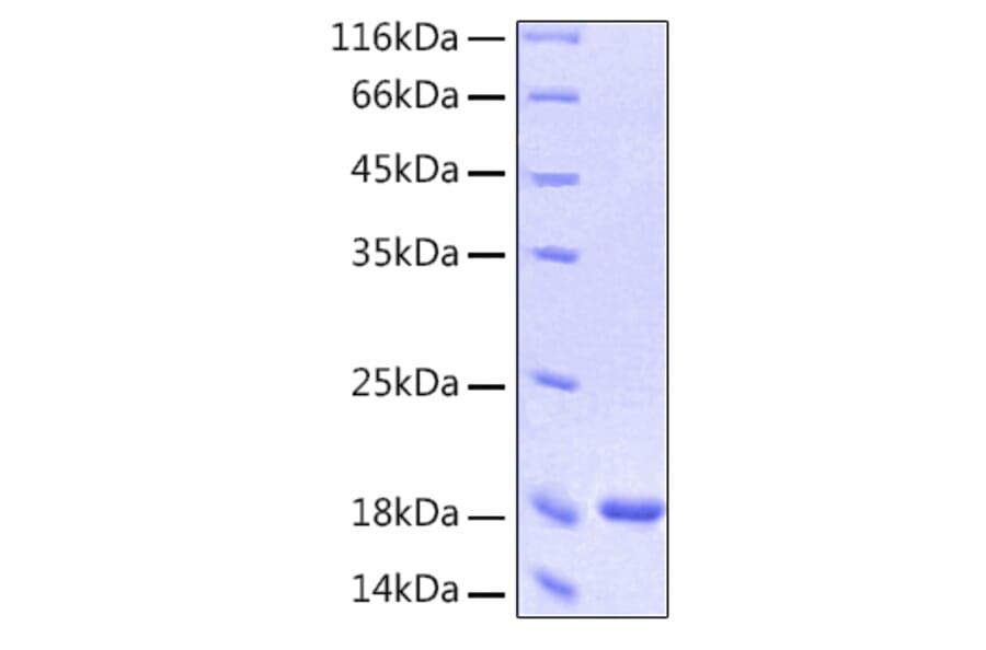 SDS-PAGE - Recombinant Human Interferon-alpha Protein (C-terminal His Tag) (A330950) - Antibodies.com