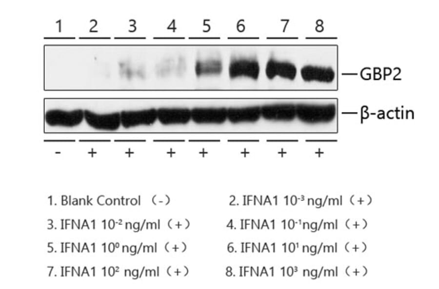 Western Blot - Recombinant Human Interferon-alpha Protein (C-terminal His Tag) (A330950) - Antibodies.com