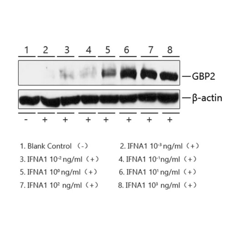 Western Blot - Recombinant Human Interferon-alpha Protein (C-terminal His Tag) (A330950) - Antibodies.com