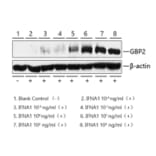 Western Blot - Recombinant Human Interferon-alpha Protein (C-terminal His Tag) (A330950) - Antibodies.com