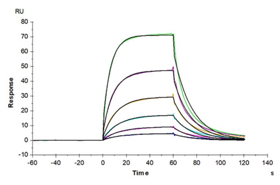 SPR Assay - Recombinant Human Intestinal Alkaline Phosphatase Protein (N-terminal His and Flag Tag) (A330951) - Antibodies.com