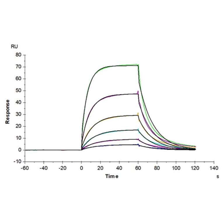 SPR Assay - Recombinant Human Intestinal Alkaline Phosphatase Protein (N-terminal His and Flag Tag) (A330951) - Antibodies.com