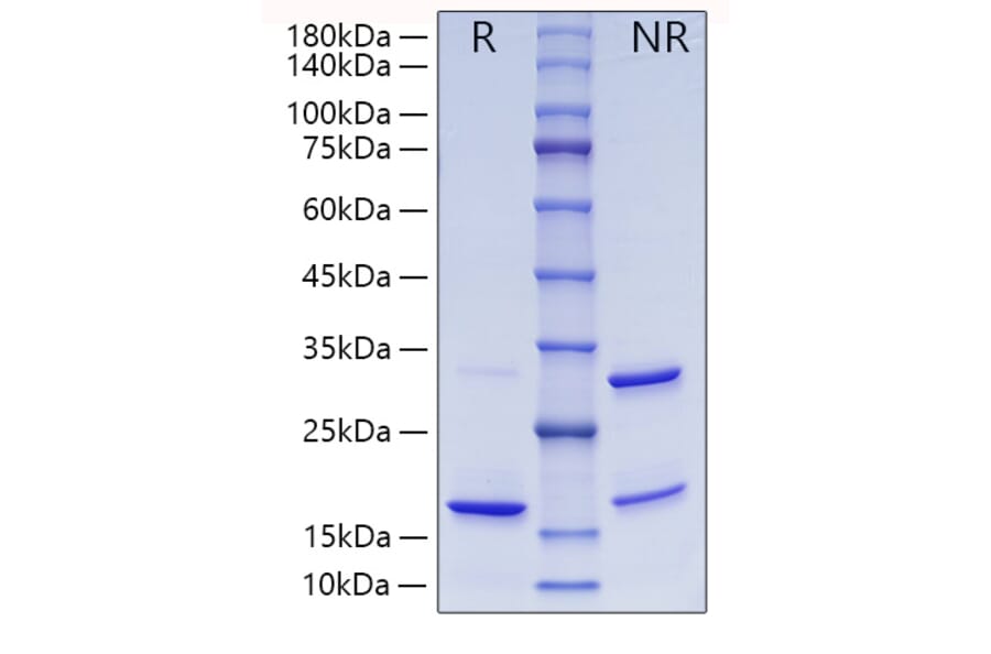 SDS-PAGE - Recombinant Human ISG15 Protein (A330952) - Antibodies.com