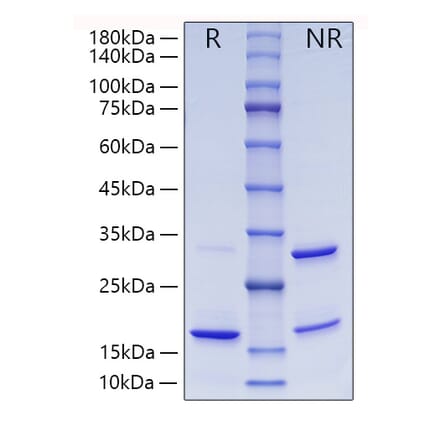 SDS-PAGE - Recombinant Human ISG15 Protein (A330952) - Antibodies.com