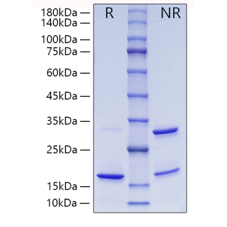 SDS-PAGE - Recombinant Human ISG15 Protein (A330952) - Antibodies.com