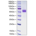 SDS-PAGE - Recombinant Human Jagged1 Protein (C-terminal Human Fc Tag) (A330954) - Antibodies.com