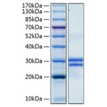 SDS-PAGE - Recombinant Human Junctional Adhesion Molecule 1/JAM-A Protein (C-terminal His Tag) (A330956) - Antibodies.com