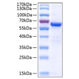 SDS-PAGE - Recombinant Human Junctional Adhesion Molecule 1/JAM-A Protein (C-terminal Human Fc and His Tag) (A330957) - Antibodies.com